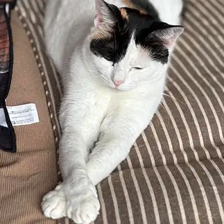 ホッケの開きに見えすぎるネコ　　ぼんママさん