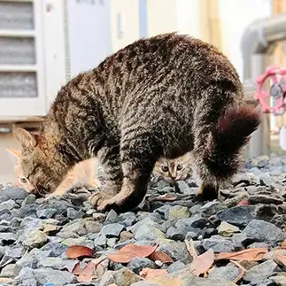 納涼…不思議写真…あらぬところに顔がすぎるネコ　　猫山油猫丸さん