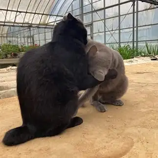 はっけよい　のこったのこったすぎるネコ　　なんなさん