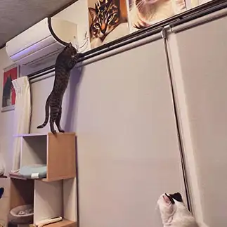 エアコンチェックしすぎるネコ　　ちーよしさん
