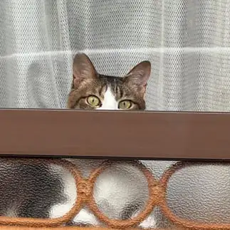 隠れてるつもりなんだろうなすぎるネコ　　小町ママさん