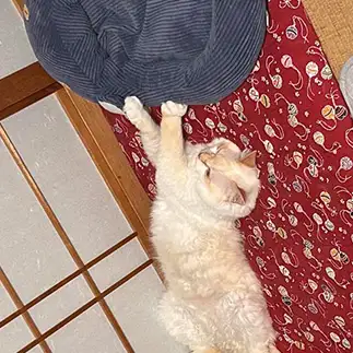元気玉出しすぎるネコ　　にゃーさん