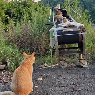 順番待ちすぎるネコ　　おおしまちいきねこさん