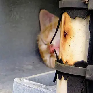 エッヘンぷいぷい…八の字おヒゲが似合いすぎるネコ　　猫山油猫丸さん
