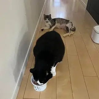 ‼?すぎるネコ　　えいこ８さん