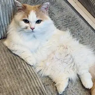 ちゅーる代稼いでこいよの圧がすごすぎるネコ　　まよさん