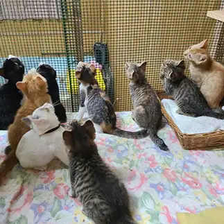 そんなに見る？すぎるネコ　　おおしまちいきねこさん