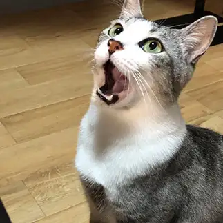 新築祝いの餅投げに参加し１番前を陣取りすぎるネコ　　ねこ家族さん