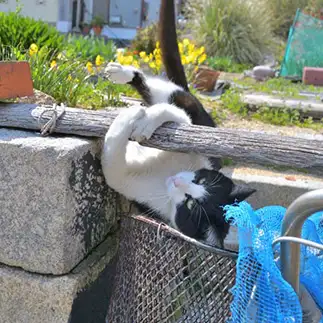 逆上がりが下手すぎるネコ　　ままめろんさん