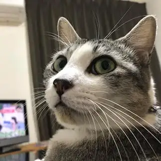 え、何で今変えた？チャンネルの番をしすぎるネコ　　ねこ家族さん