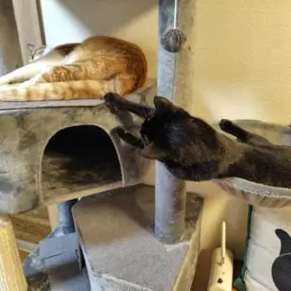 兄猫のカンチョーを狙いすぎるネコ　　こいけしきさん