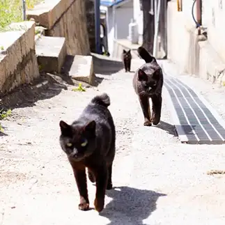 分身の術が上手すぎるネコ　　ｍｏｃｈａさん