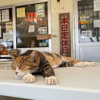 働き方にメリハリがありすぎるネコ　　ぴよえもんさん