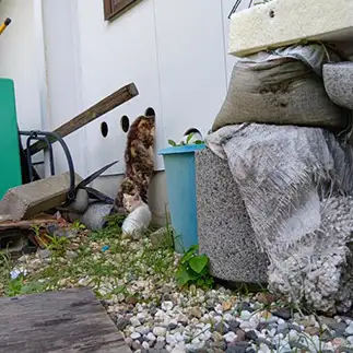 オカン覗きはあかんよ…とても気まずすぎるネコ　　猫山油猫丸さん