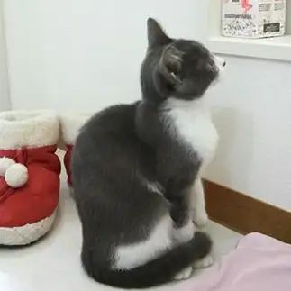 お風呂で出待ちしすぎるネコ　　ぎんさん