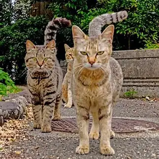 さっさとお帰りください　尻尾で主張しすぎるネコ　　猫山油猫丸さん