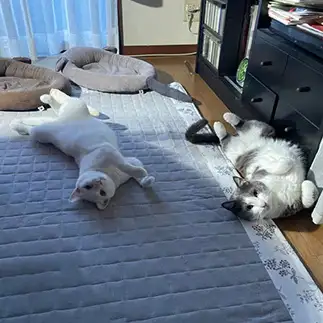 ふたりして気がゆるみすぎるネコ　　まくなこるさん