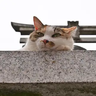 進撃の巨猫すぎるネコ　　仙城　彩漓さん