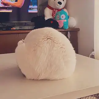 雪見大福すぎるネコ　　ちーよしさん