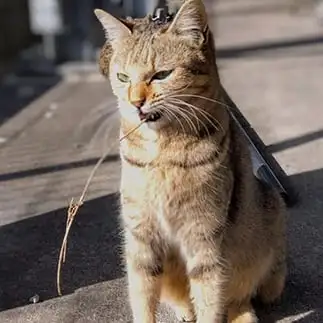 渋いだろう…木枯らし紋次郎になりきりすぎるネコ　　猫山油猫丸さん