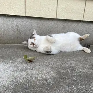 カマキリを研究しすぎるネコ　　てん。さん