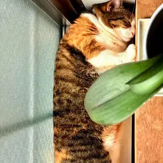 ハマりすぎるネコ　　ｙｕｃｏさん