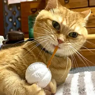 ひとりゴムパッチンすぎるネコ　　コビトヒュッテさん
