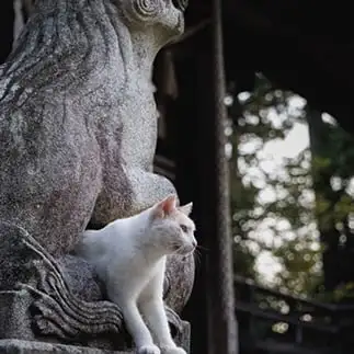 狛犬と狛猫すぎるネコ　　おげんちゃんさん