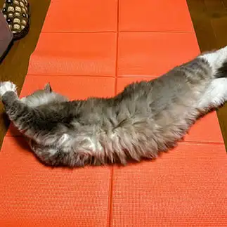 ヨガポーズが決まりすぎるネコ　　猫と犬どっちもいるよさん