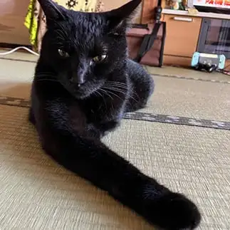ナイスガイすぎるネコ　　みみいさん