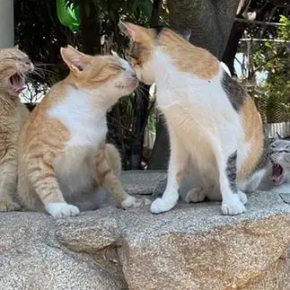親の反対を無視してイチャつきすぎるネコ　　ぴよえもんさん