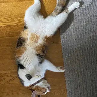 犬神家の一族の湖に沈む死体すぎるネコ　　ニックネームはみーさん