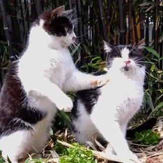 ２度もぶった…親父にもぶたれたことないのすぎるネコ　　猫山油猫丸さん