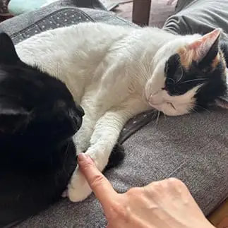 円陣を組まされすぎるネコ　　ぼんママさん