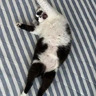 ばんざーいすぎるネコ　　みゅうさん