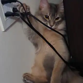 ワルすぎるネコ  シオニャンさん