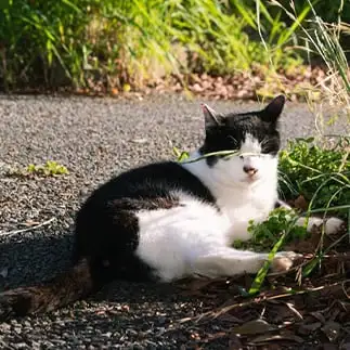 プライバシーは配慮してほしすぎるネコ  菊月江さん