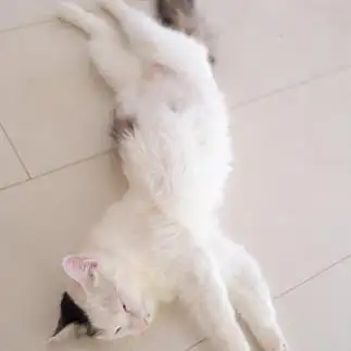 上半身と下半身が正反対すぎるネコ　　ももみーばまめさん