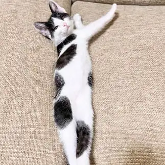 Ｙすぎるネコ　　ももみーばまめさん