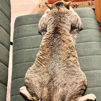 アジの開きすぎるネコ  ちーよしさん