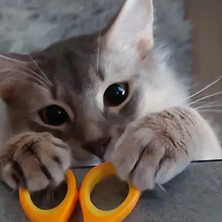 あざとすぎるネコ　　シオニャンさん