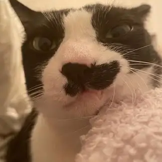 アウトローすぎるネコ　　猫は彼氏さん