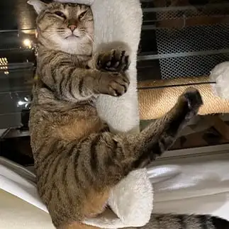 気持ちよすぎるネコ　　ｌｏｖｅｌｙｃｏｏさん