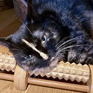 その枕で大丈夫ですか？すぎるネコ　　カジハラさん