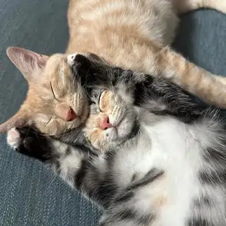 仲良しすぎるネコ  いくらとえびまるさん