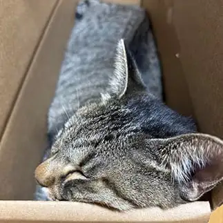 シンデレラフィットすぎるネコ　　ｍａｎｍｉさん