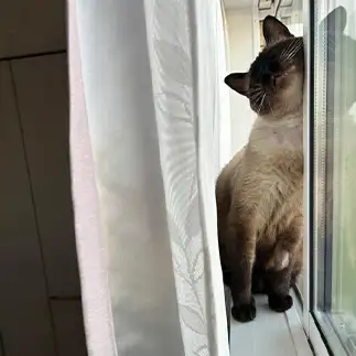 かいーのすぎるネコ　　みゅうさん