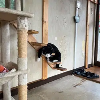 休憩する場所クセ強すぎるネコ　　えいこ８さん