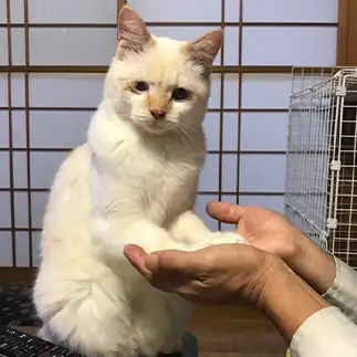 なん？これ？すぎるネコ　　にゃーさん