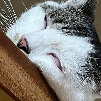 魂抜けすぎるネコ　　やまさん